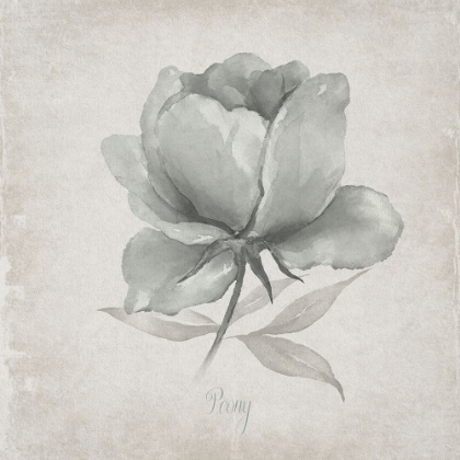 Picture of VINTAGE PEONY