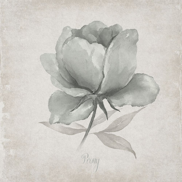 Picture of VINTAGE PEONY