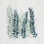 Picture of DARLING WISP II