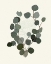Picture of EUCALYPTUS LEAVES II