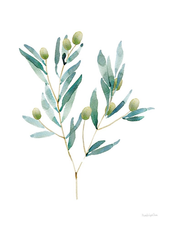 Picture of GENTLE OLIVE BRANCH