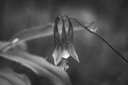 Picture of INDIANA DUNES FLORA I