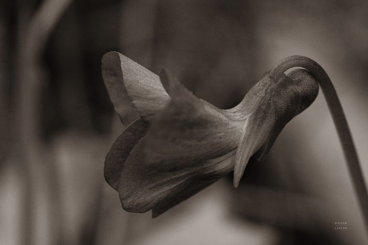 Picture of INDIANA DUNES FLORA II