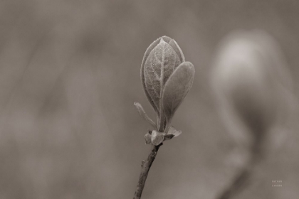 Picture of INDIANA DUNES FLORA III