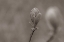 Picture of INDIANA DUNES FLORA III