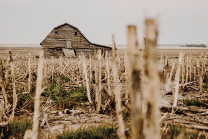 Picture of LEANING BARN FIELD II