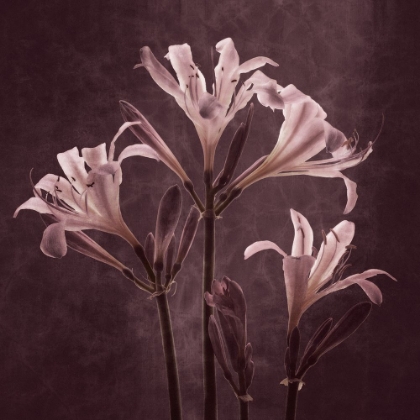 Picture of LILIES IN ANTIQUITY