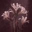 Picture of LILIES IN ANTIQUITY