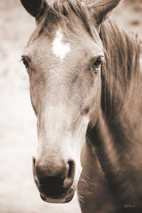 Picture of MOKE LAKE HORSES I SEPIA