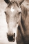 Picture of MOKE LAKE HORSES I SEPIA