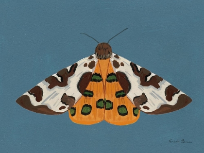 Picture of MOTH II