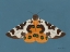 Picture of MOTH II