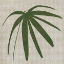 Picture of PARADIS II