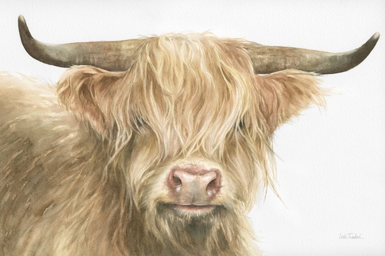 Picture of SHETLAND COW