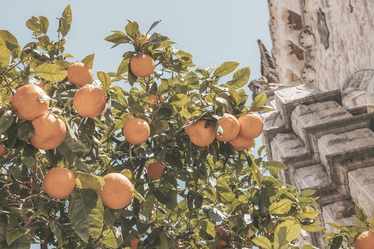 Picture of SPANISH ISLANDS ORANGES