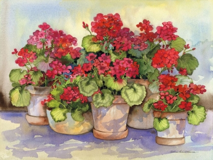 Picture of SPRING GERANIUMS