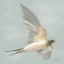 Picture of SWIFTS III