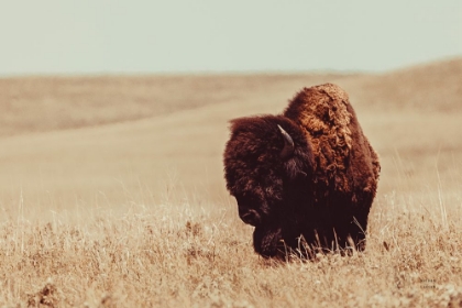 Picture of TALL GRASS BISON I