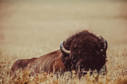 Picture of TALL GRASS BISON II