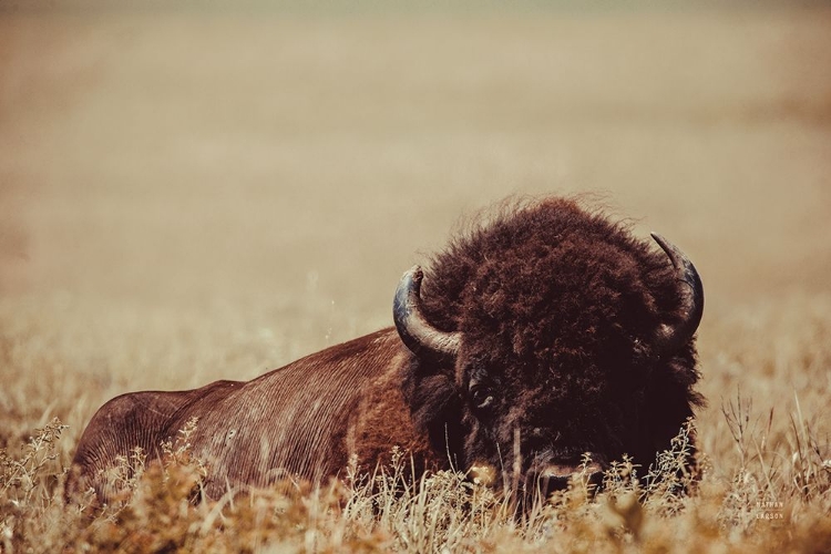 Picture of TALL GRASS BISON II