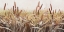 Picture of WHISPERING CATTAILS