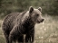 Picture of BEAR VIEW