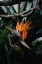 Picture of BIRD OF PARADISE
