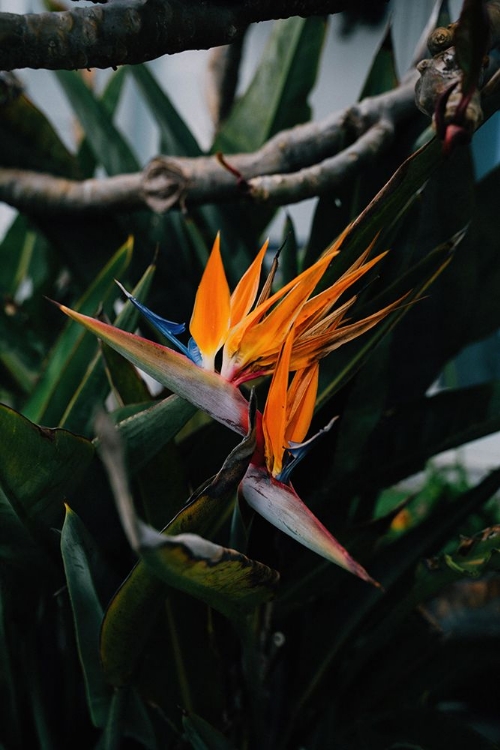 Picture of BIRD OF PARADISE