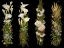 Picture of BLACK GROUND FLOWERS