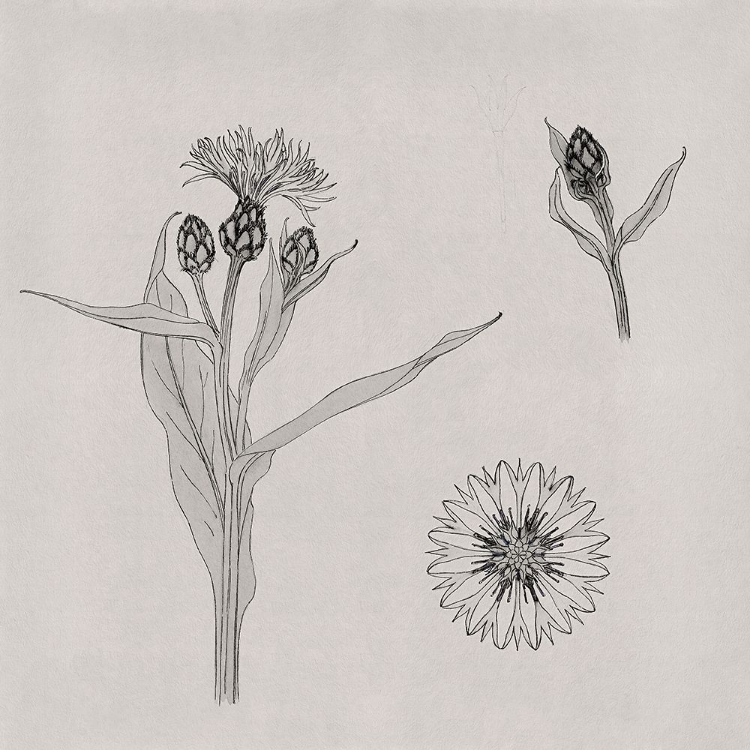 Picture of CORNFLOWERS_JULIE DE GRAAG