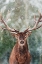 Picture of EMERGING ELK