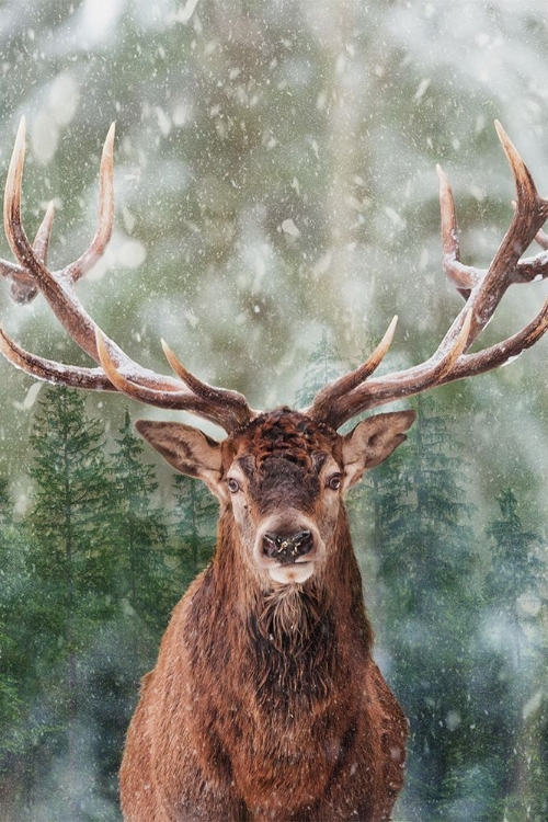 Picture of EMERGING ELK