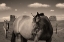 Picture of HORSE ON THE RANGE