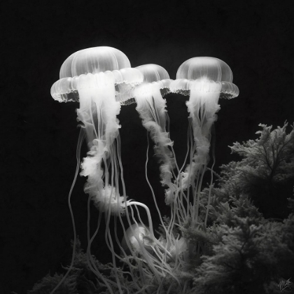 Picture of JELLYFISH PHOTO II