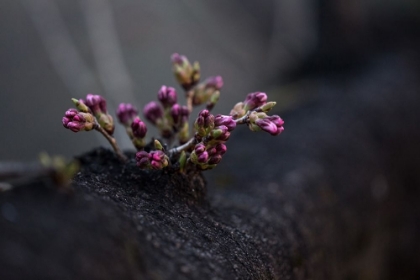 Picture of MACRO FLOWER 26