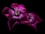Picture of MACRO FLOWER 31