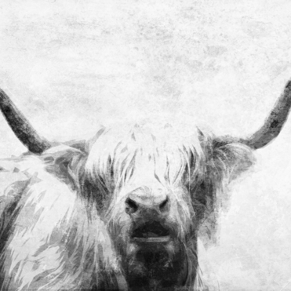 Picture of THE BULL LOOK BW