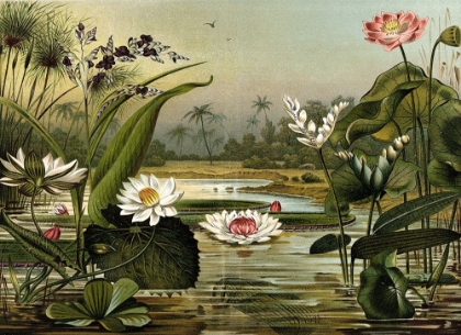 Picture of WATERLILIES