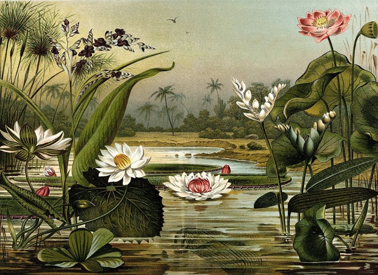 Picture of WATERLILIES