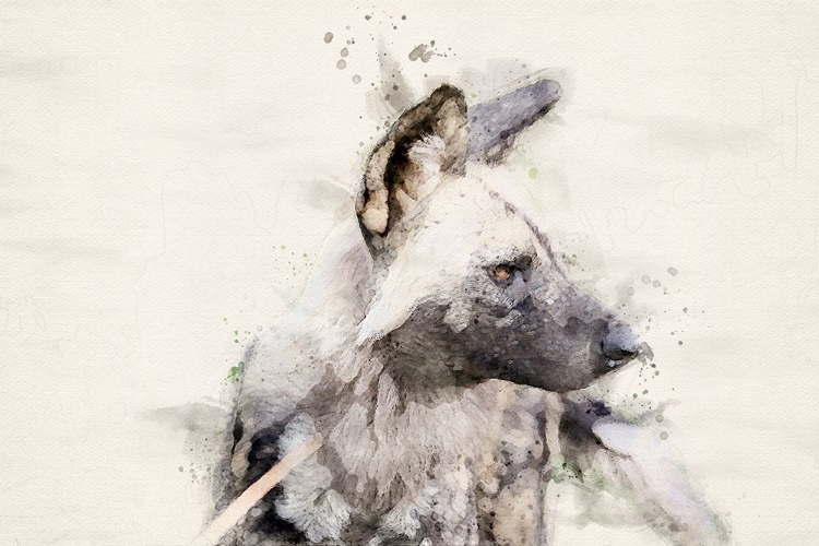 Picture of ABSTRACT AFRICAN WILD DOG WATERCOLOR ART