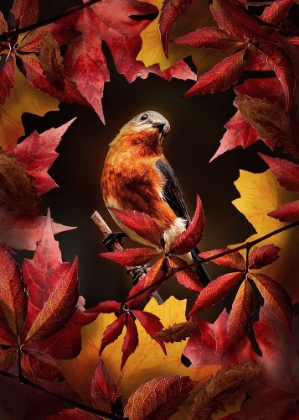 Picture of BIRD AUTUMN