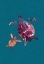 Picture of COLOURFUL TURTLES