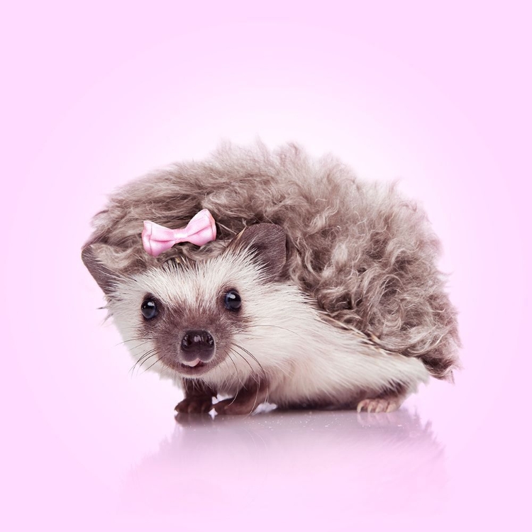 Picture of CURVY HEDGEHOG