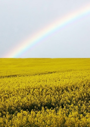 Picture of FIELD YELLOW FLOWERS RAINBOW