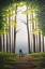 Picture of GREEN WOODLAND WALK