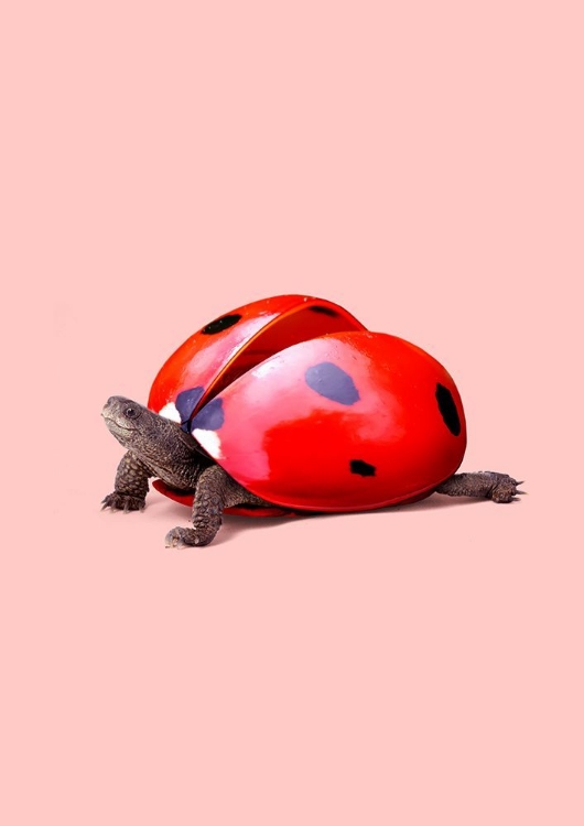 Picture of LADYBUG TURTLE