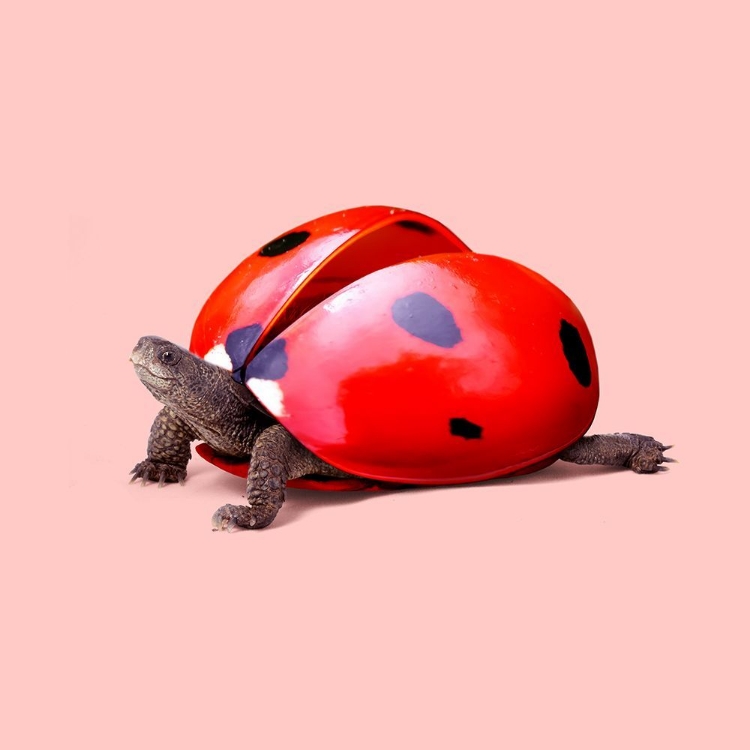 Picture of LADYBUG TURTLE