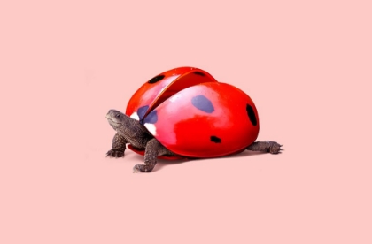 Picture of LADYBUG TURTLE