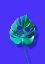 Picture of MONSTERA