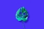Picture of MONSTERA